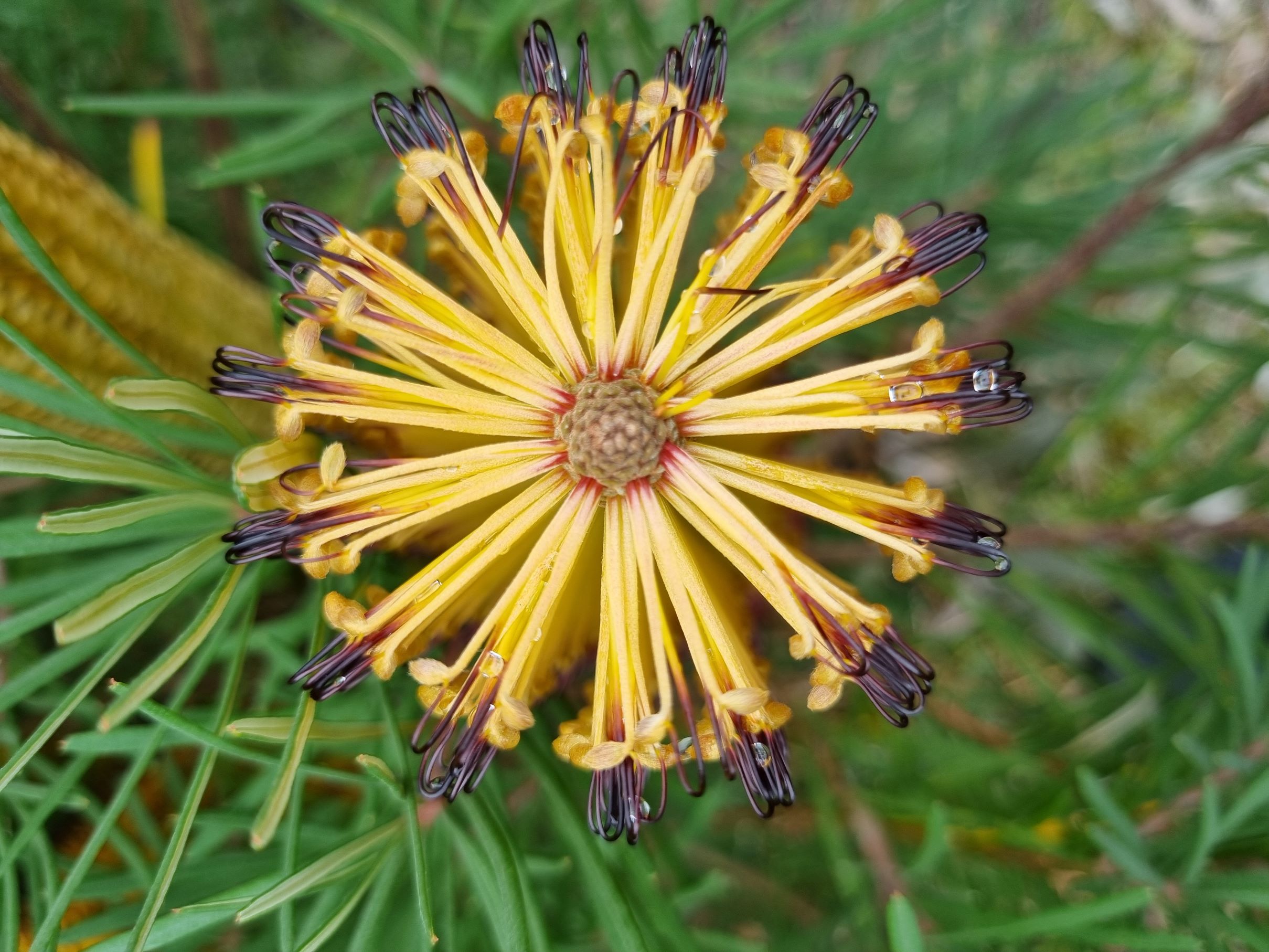 spinulosa var cunninghamii